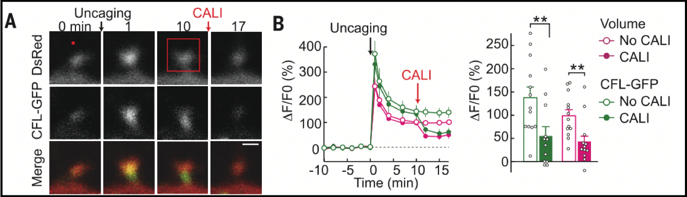 Stepwise synaptic plasticity events drive the early phase of memory consolidation