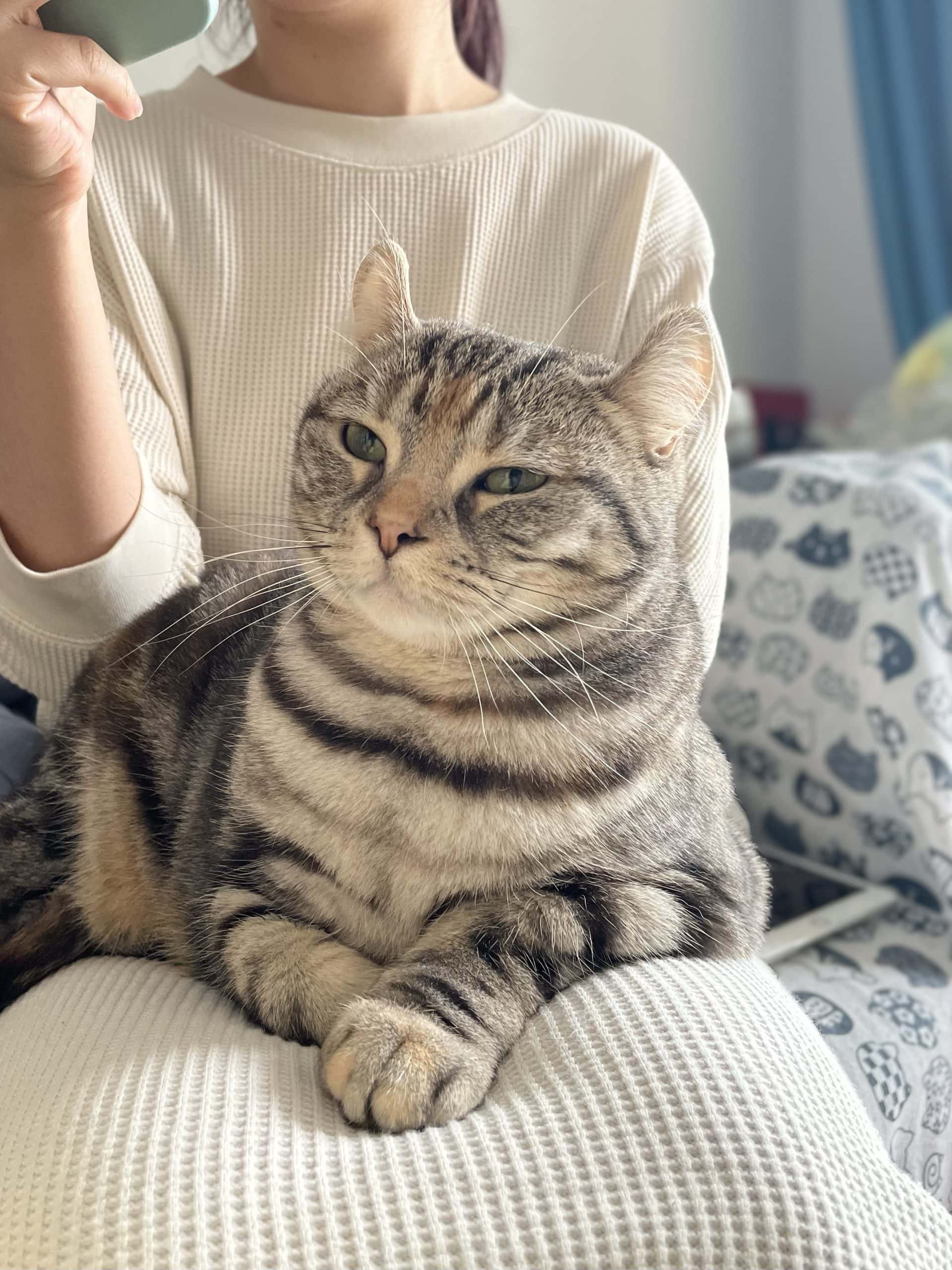 有人会不喜欢傻猫么