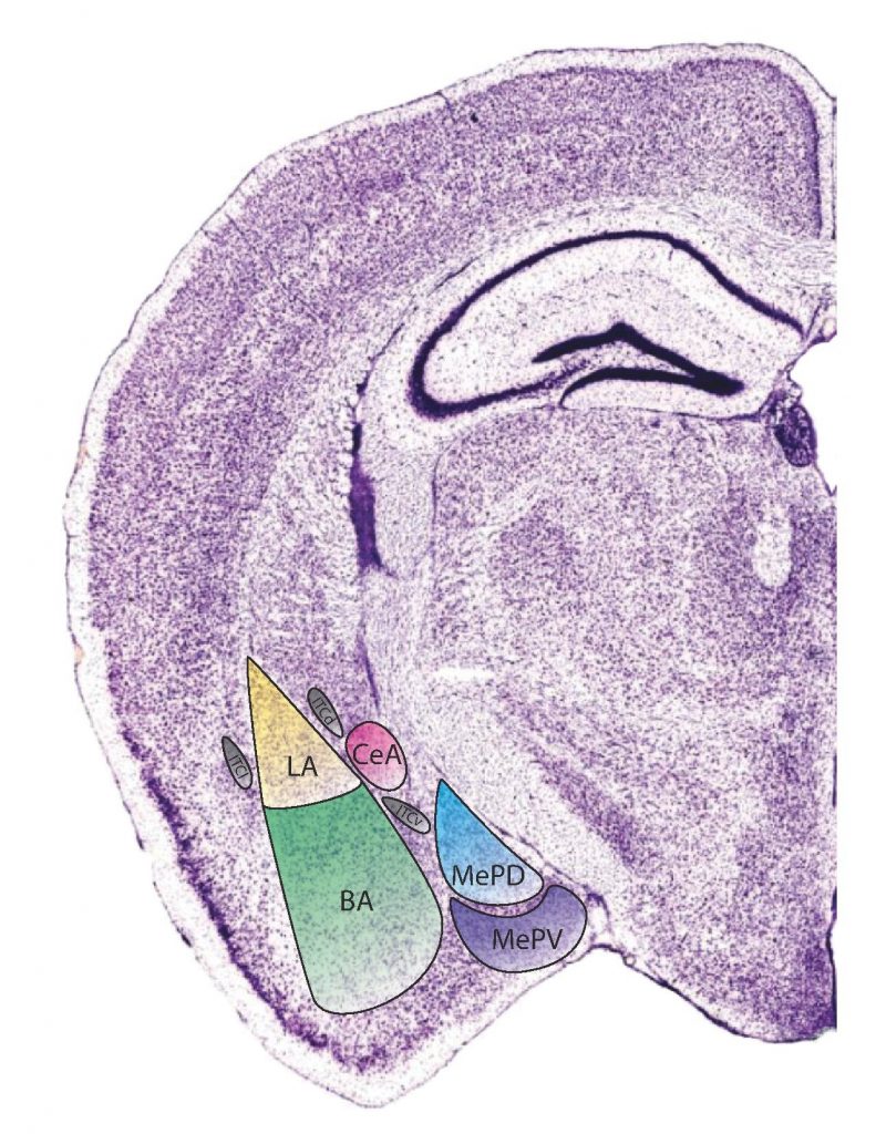 Notes of Amygdala