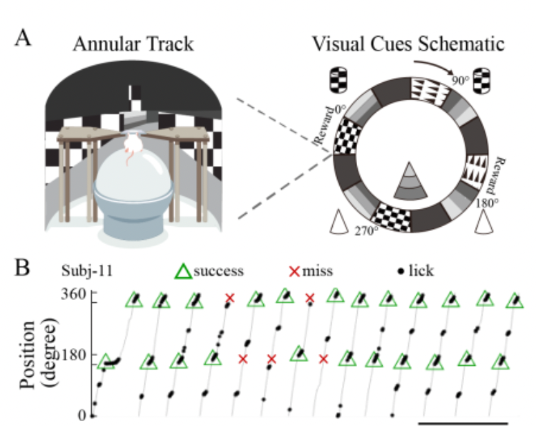 Goal discrimination in hippocampal nonplace cells when place information is ambiguous.