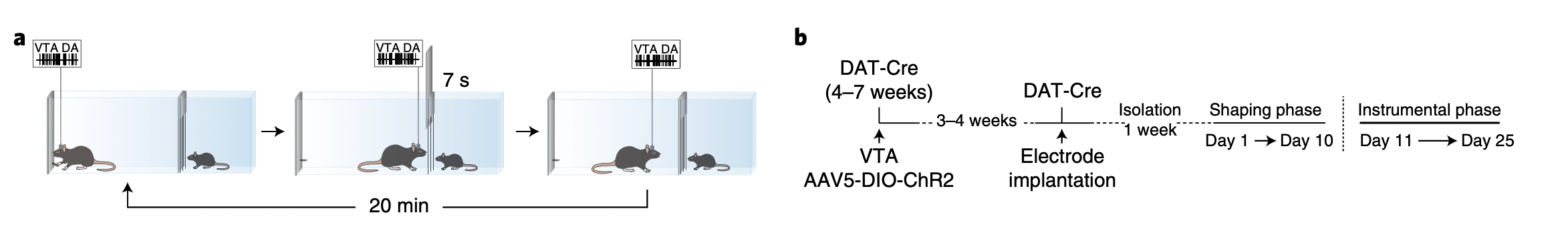 VTA dopamine neuron activity encodes social interaction and promotes reinforcement learning through social prediction error.