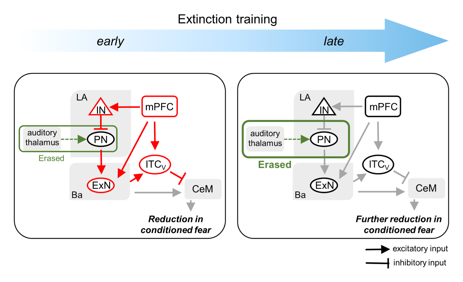 Amount of fear extinction changes its underlying mechanisms.