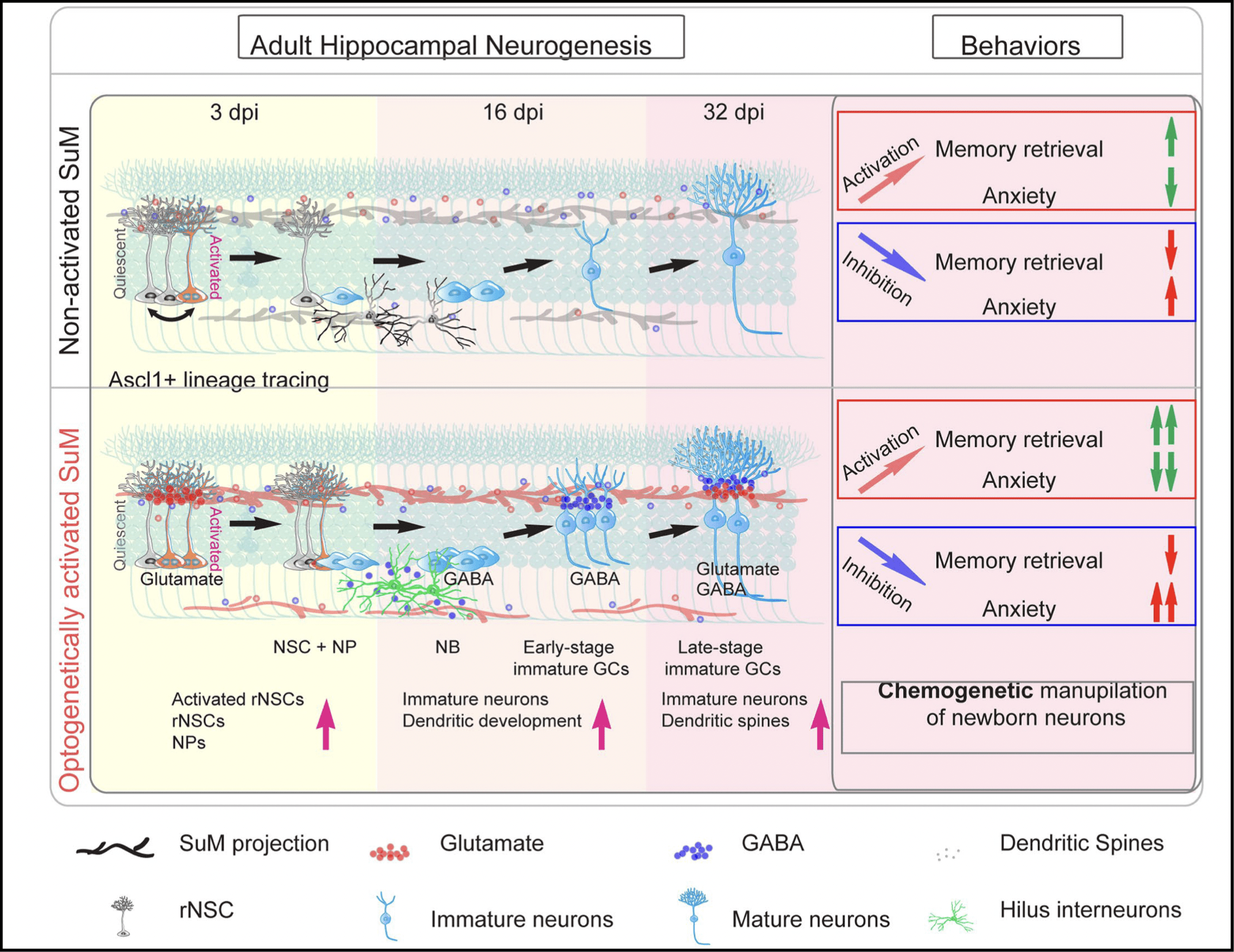 Hypothalamic modulation of adult hippocampal neurogenesis in mice confers activity-dependent regulation of memory and anxiety-like behavior.