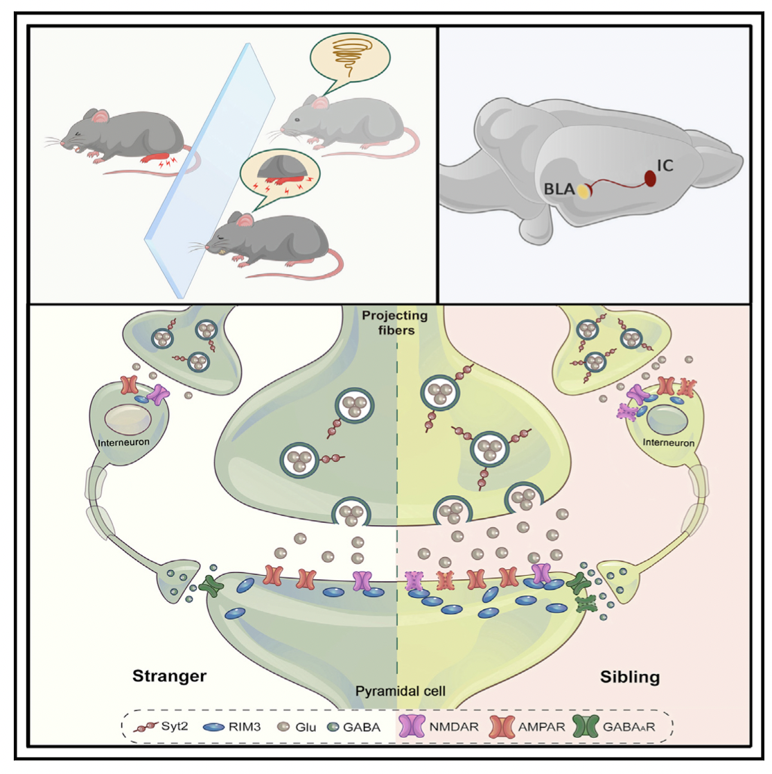 Glutamatergic synapses from the insular cortex to the basolateral amygdala encode observational pain.