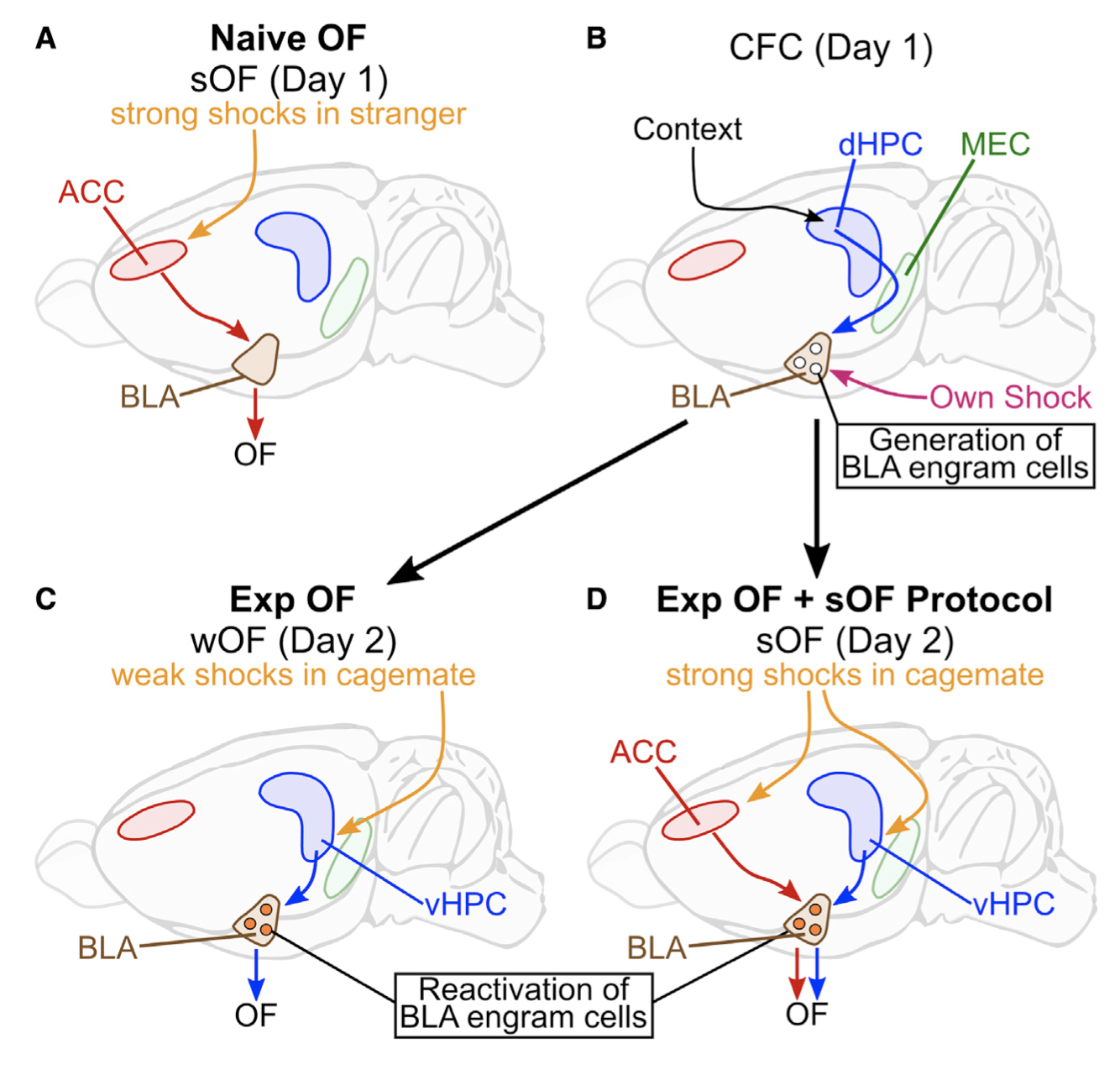 Hippocampal-amygdala memory circuits govern experience-dependent observational fear