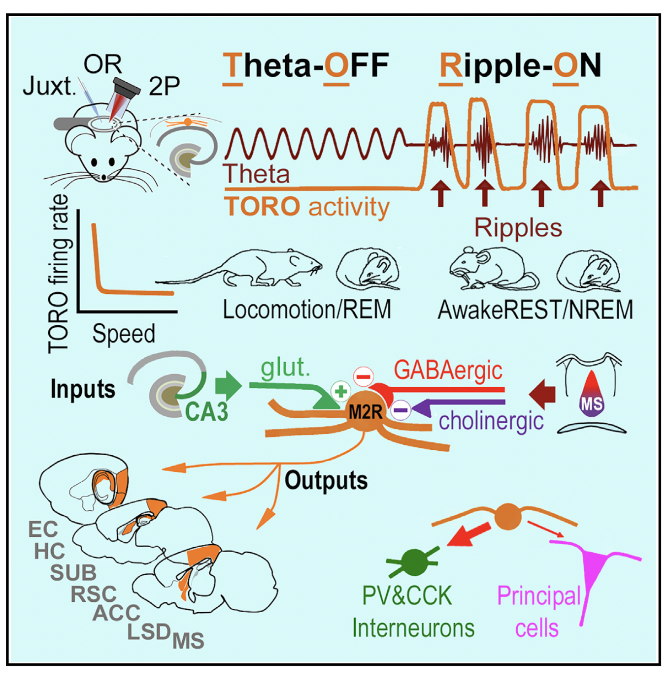 Ripple-selective GABAergic projection cells in the hippocampus.