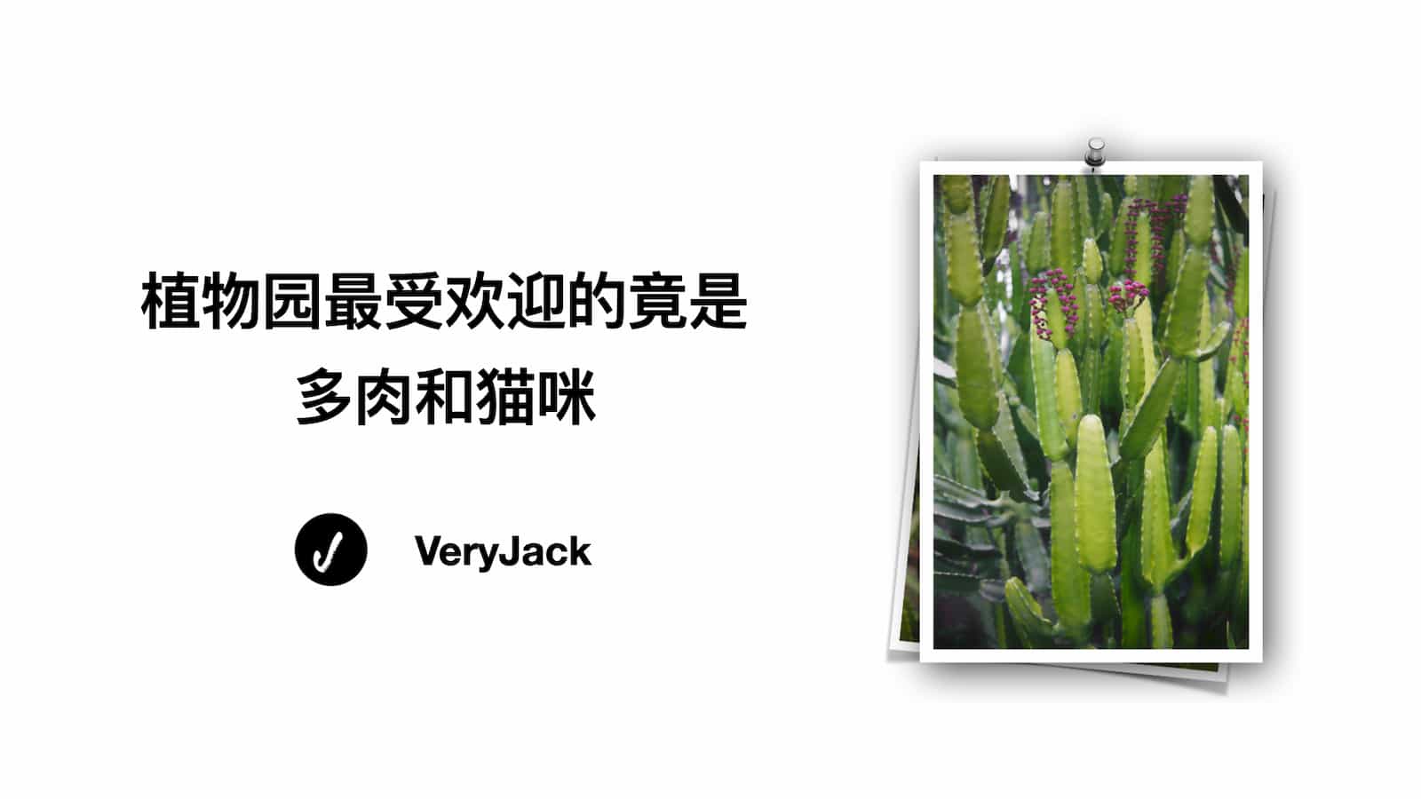 植物园最受欢迎的竟是多肉和猫咪