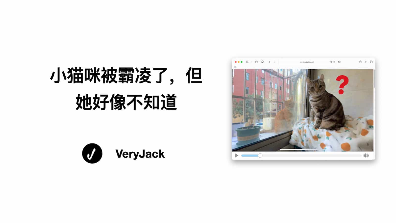 小猫咪被霸凌了，但她好像不知道