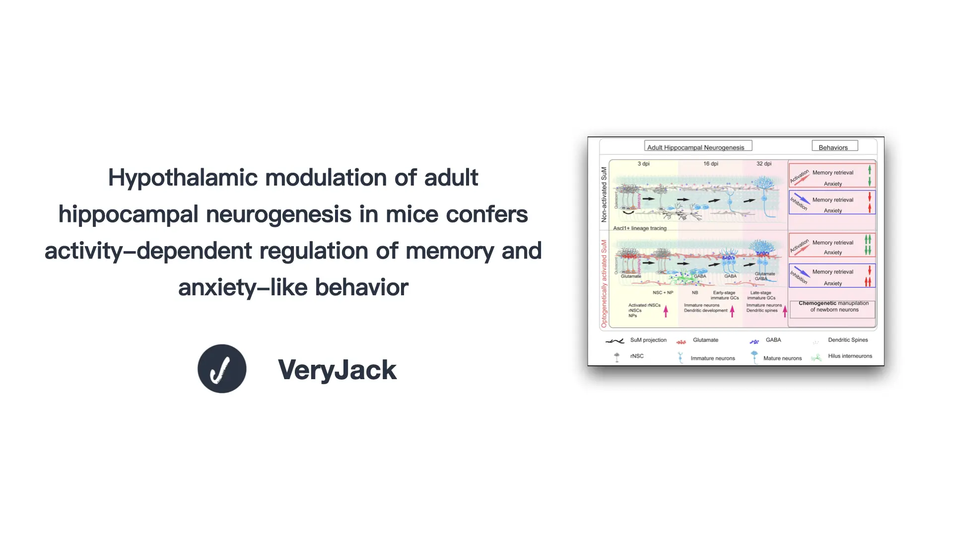 Hypothalamic modulation of adult hippocampal neurogenesis in mice confers activity-dependent regulation of memory and anxiety-like behavior.