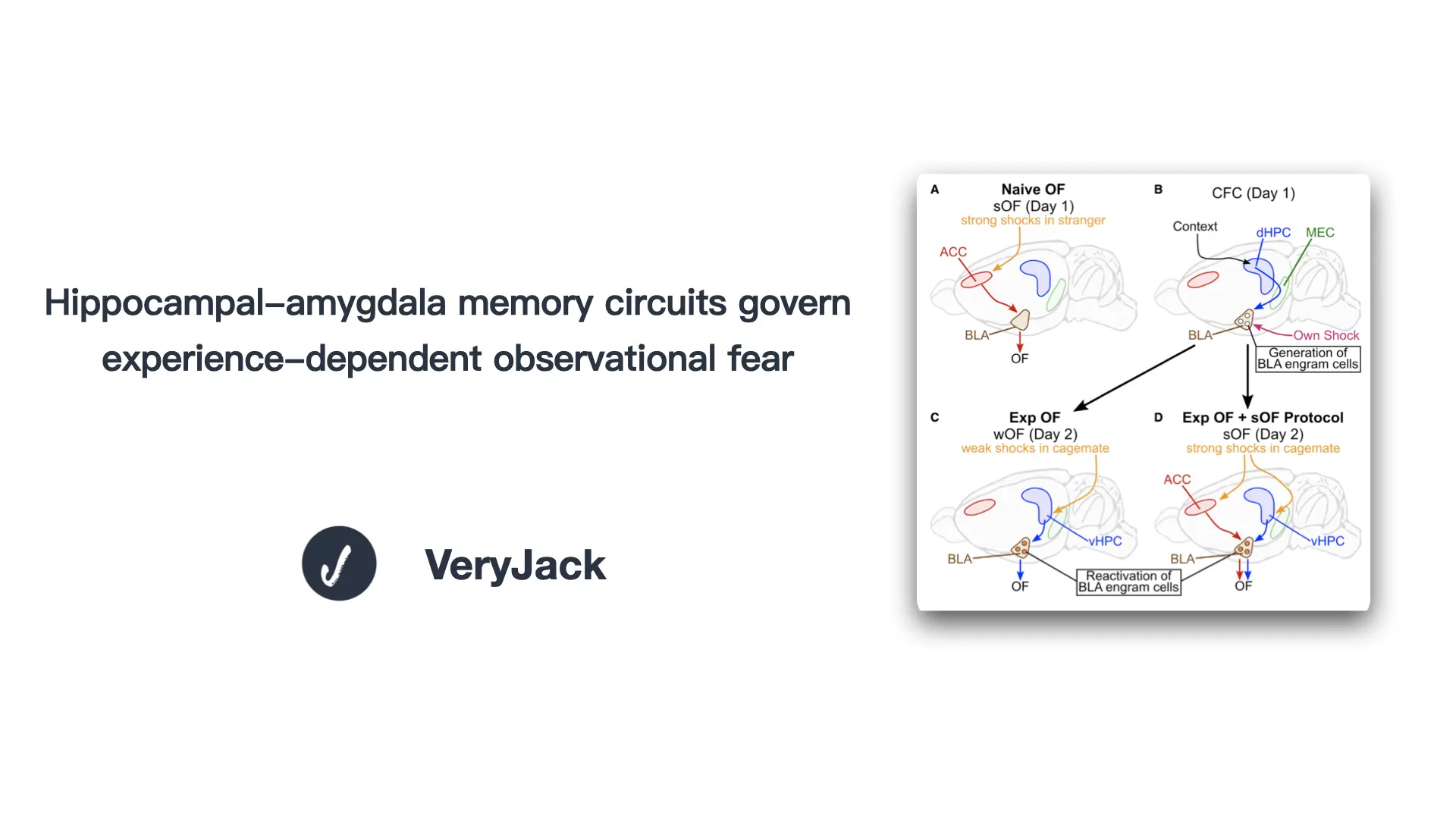 Hippocampal-amygdala memory circuits govern experience-dependent observational fear